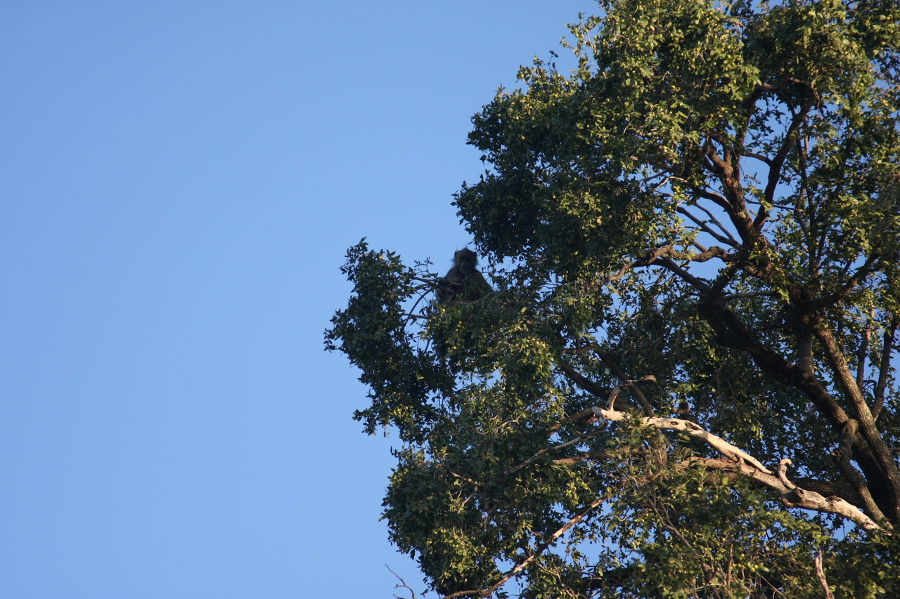 [33738] 2016_07_04_11_18_56_Africa_Canon_EOS_40D_IMG__00194.jpg