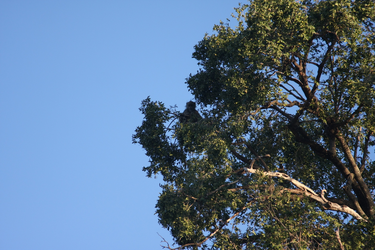 [33739] 2016_07_04_11_18_56_Africa_Canon_EOS_40D_IMG__00195.jpg