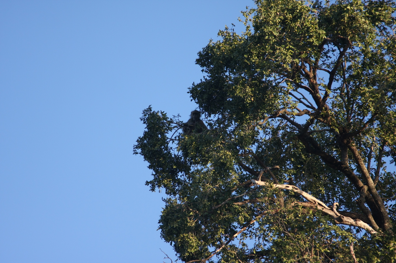 [33751] 2016_07_04_11_18_57_Africa_Canon_EOS_40D_IMG__13279.jpg