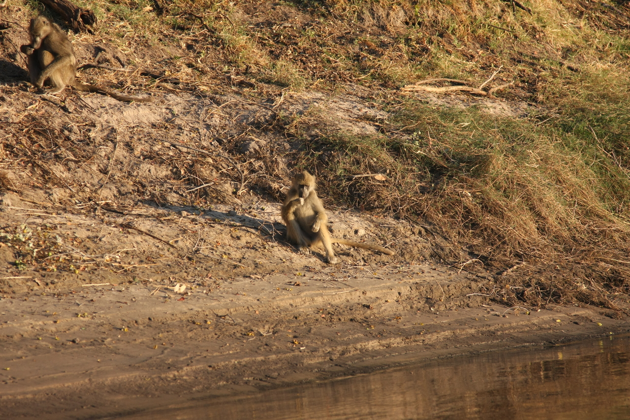 [33759] 2016_07_04_11_19_08_Africa_Canon_EOS_40D_IMG__13281.jpg
