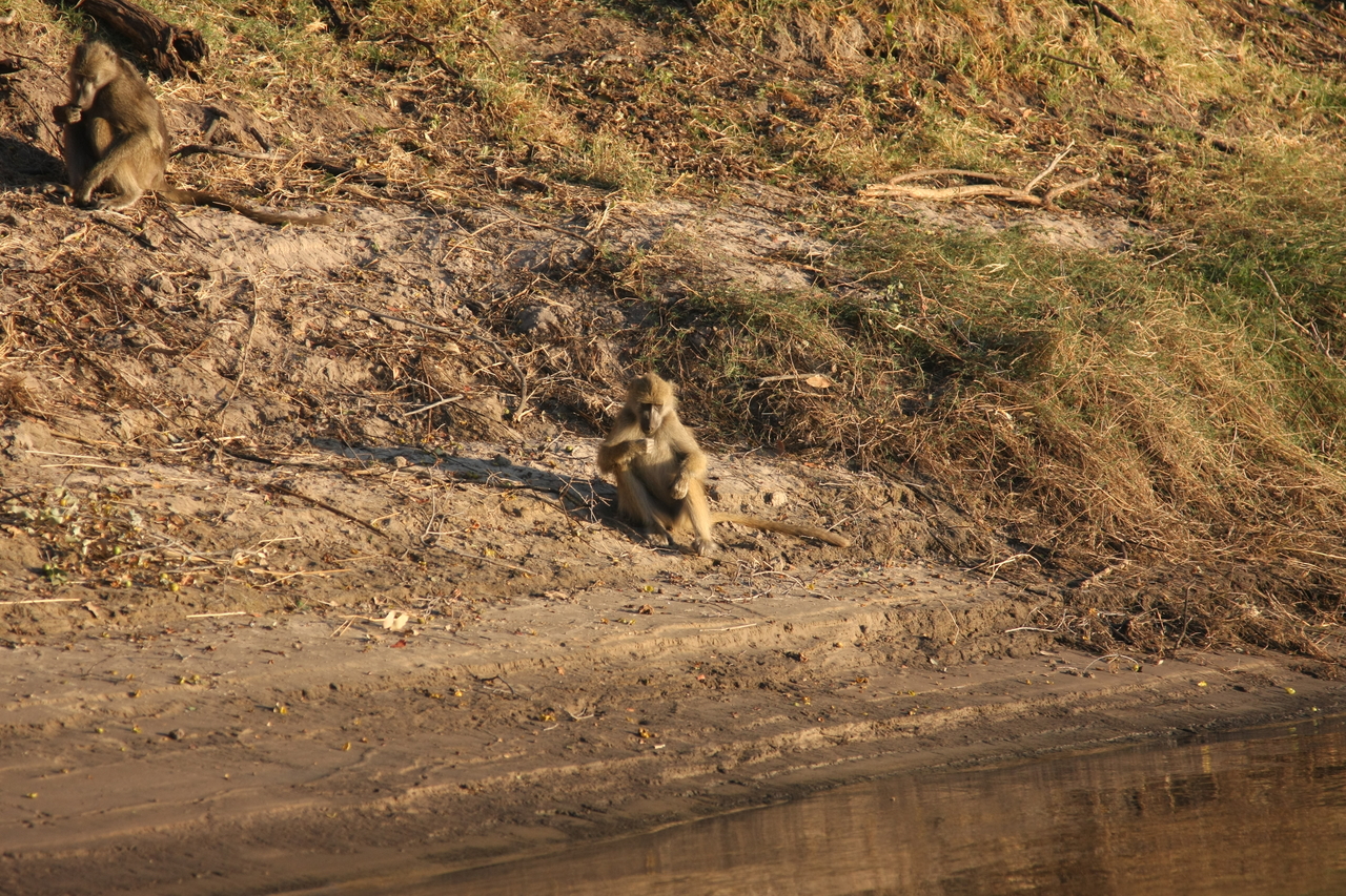 [33761] 2016_07_04_11_19_09_Africa_Canon_EOS_40D_IMG__00201.jpg