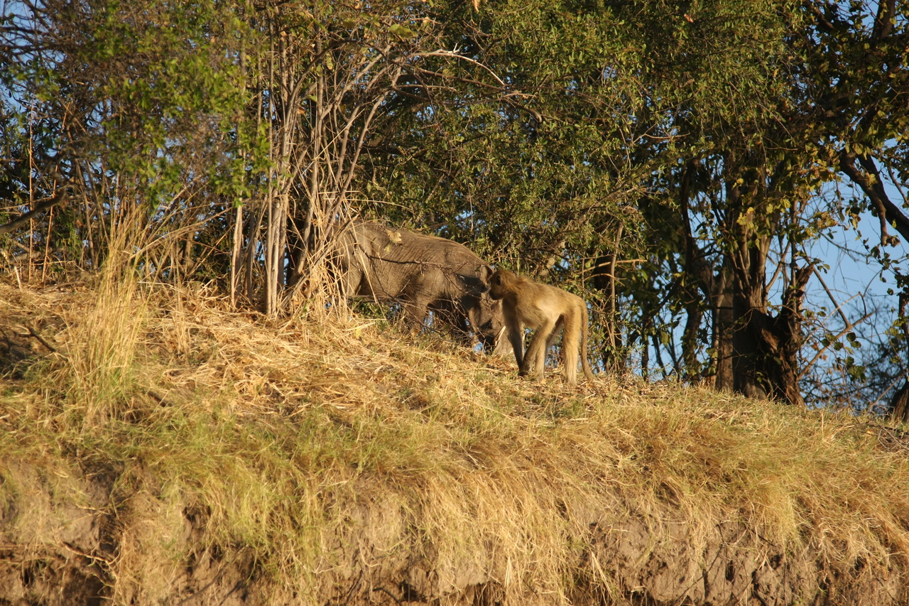 [33779] 2016_07_04_11_19_55_Africa_Canon_EOS_40D_IMG__00208.jpg