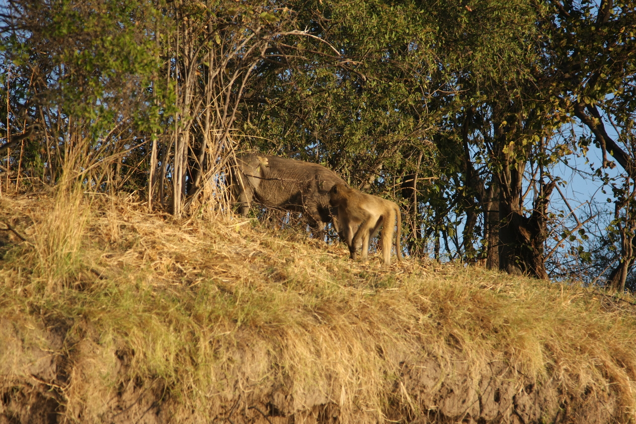 [33780] 2016_07_04_11_19_55_Africa_Canon_EOS_40D_IMG__00209.jpg