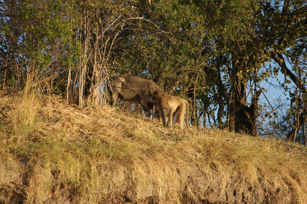 [33788] 2016_07_04_11_19_56_Africa_Canon_EOS_40D_IMG__00211.jpg