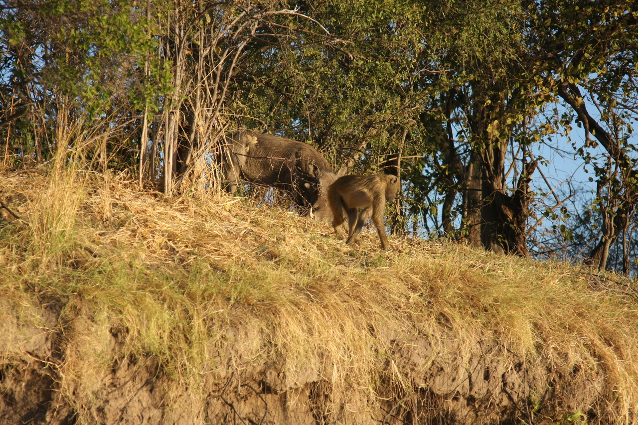 [33793] 2016_07_04_11_19_58_Africa_Canon_EOS_40D_IMG__05847.jpg