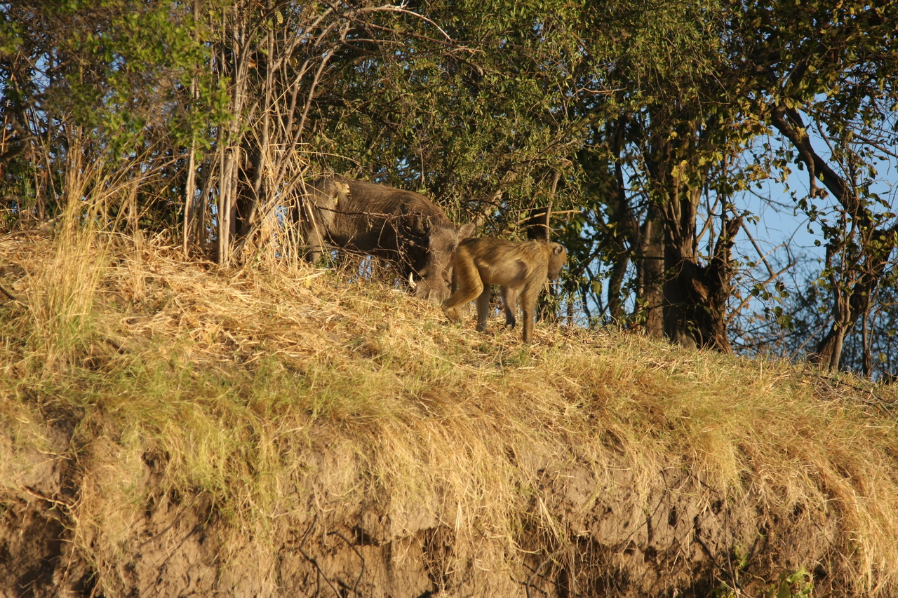 [33794] 2016_07_04_11_19_58_Africa_Canon_EOS_40D_IMG__05849.jpg