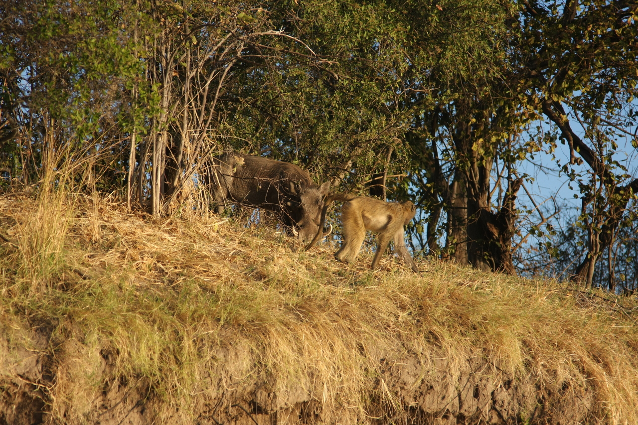 [33802] 2016_07_04_11_19_59_Africa_Canon_EOS_40D_IMG__13298.jpg