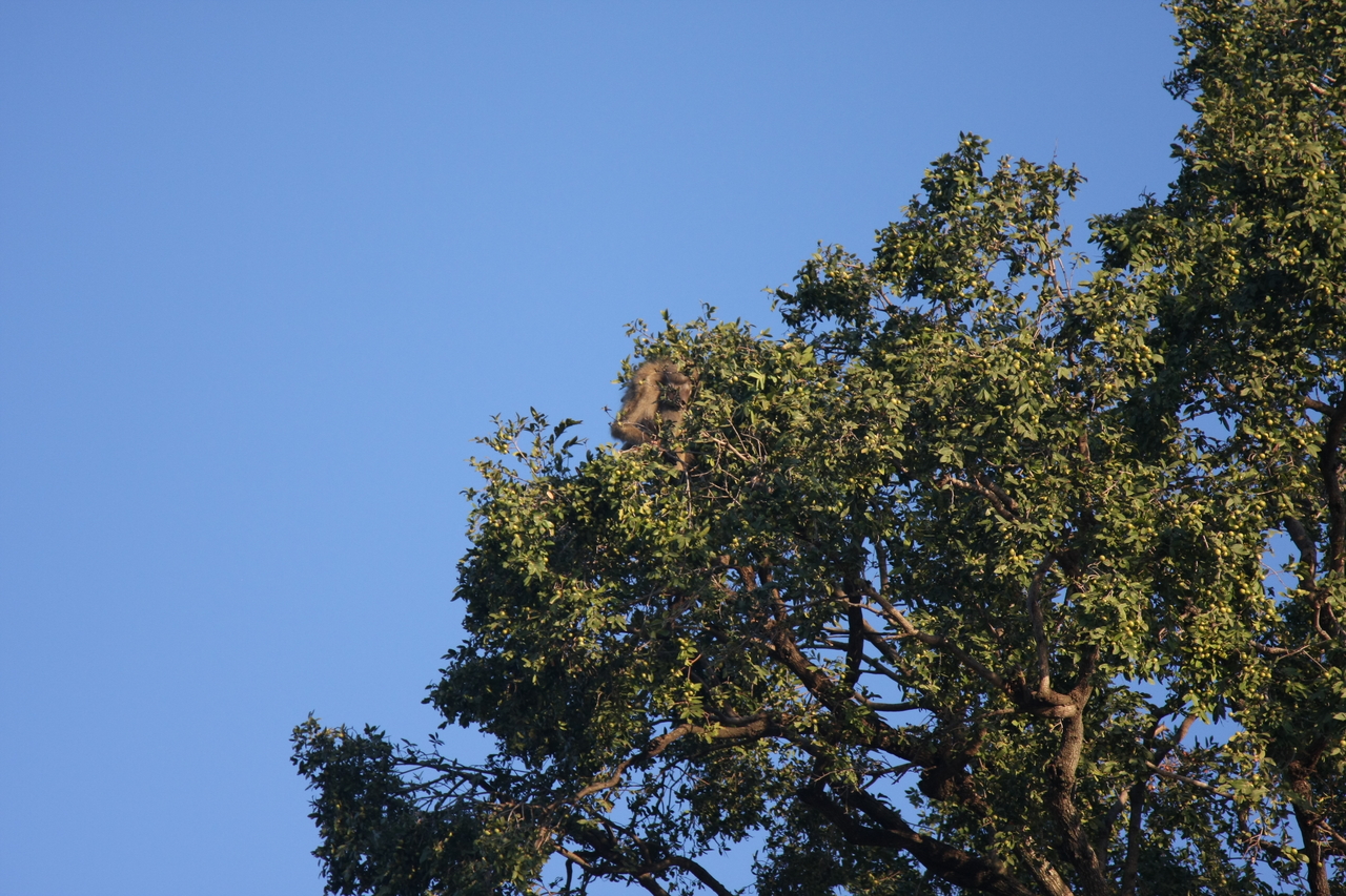 [33817] 2016_07_04_11_21_04_Africa_Canon_EOS_40D_IMG__05857.jpg