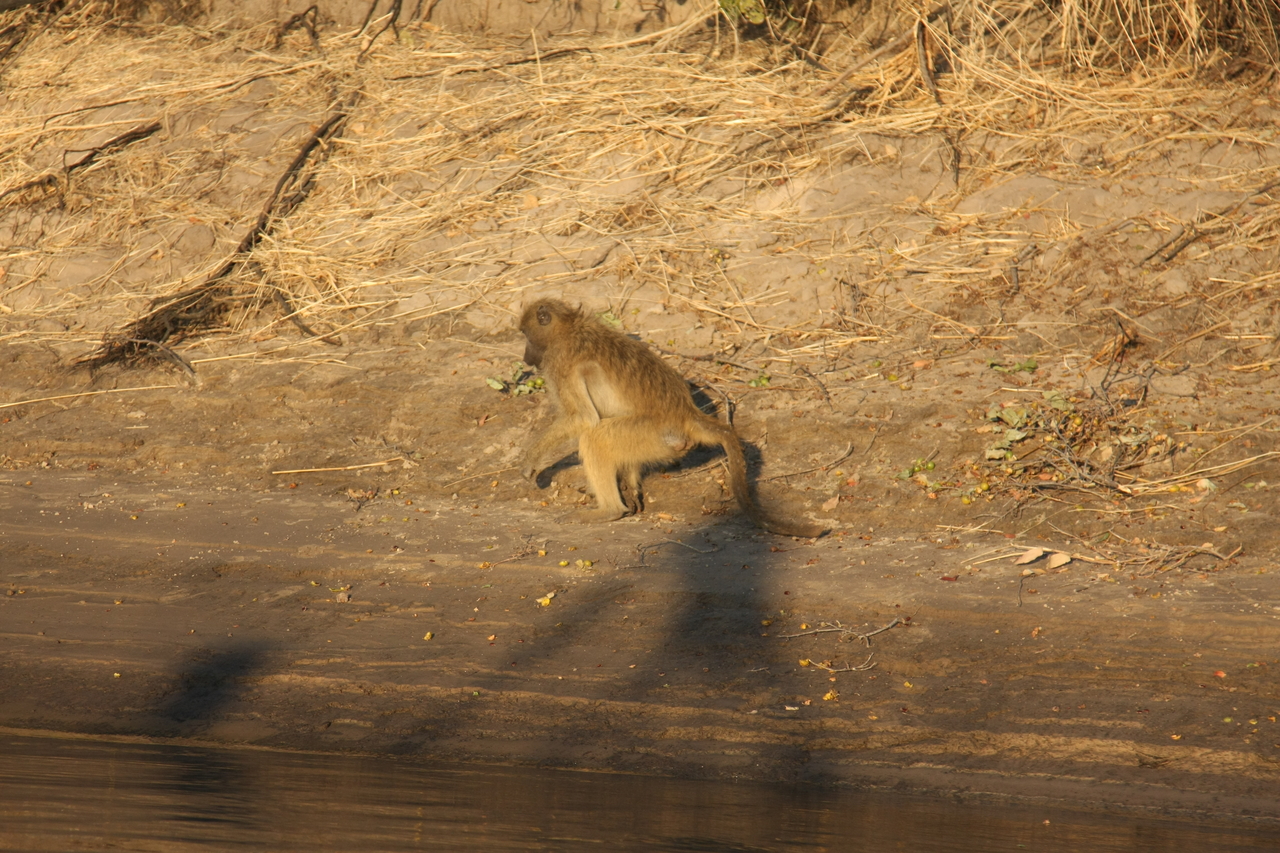 [33833] 2016_07_04_11_22_35_Africa_Canon_EOS_40D_IMG__00228.jpg