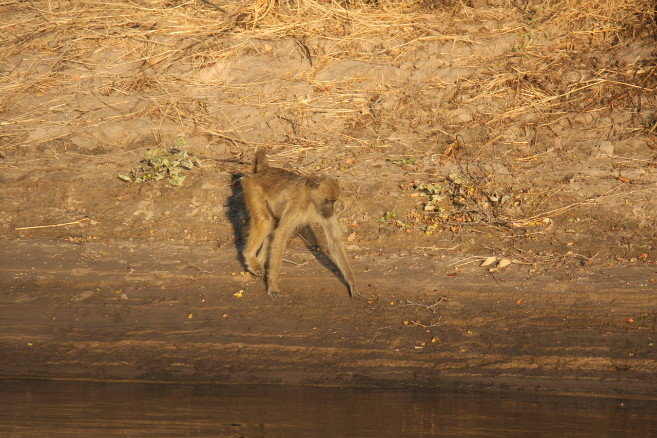 [33849] 2016_07_04_11_22_47_Africa_Canon_EOS_40D_IMG__05868.jpg