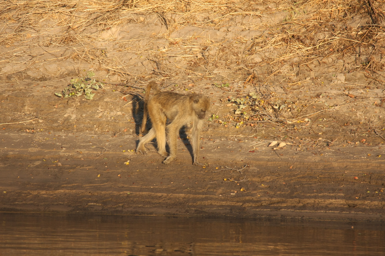 [33850] 2016_07_04_11_22_47_Africa_Canon_EOS_40D_IMG__05869.jpg