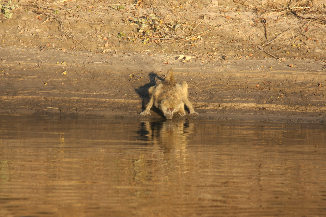 [33874] 2016_07_04_11_22_55_Africa_Canon_EOS_40D_IMG__13324.jpg
