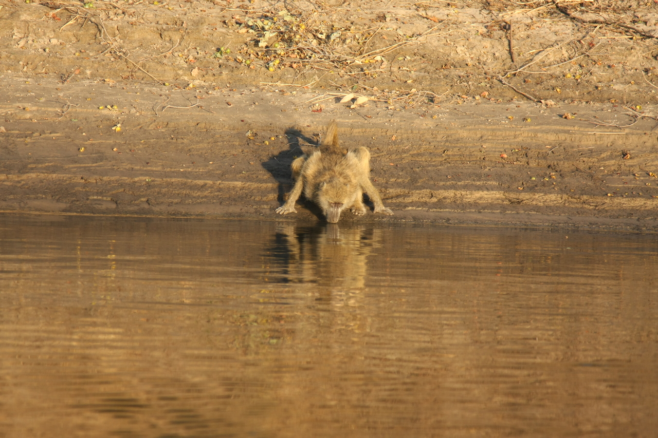 [33884] 2016_07_04_11_22_57_Africa_Canon_EOS_40D_IMG__05881.jpg