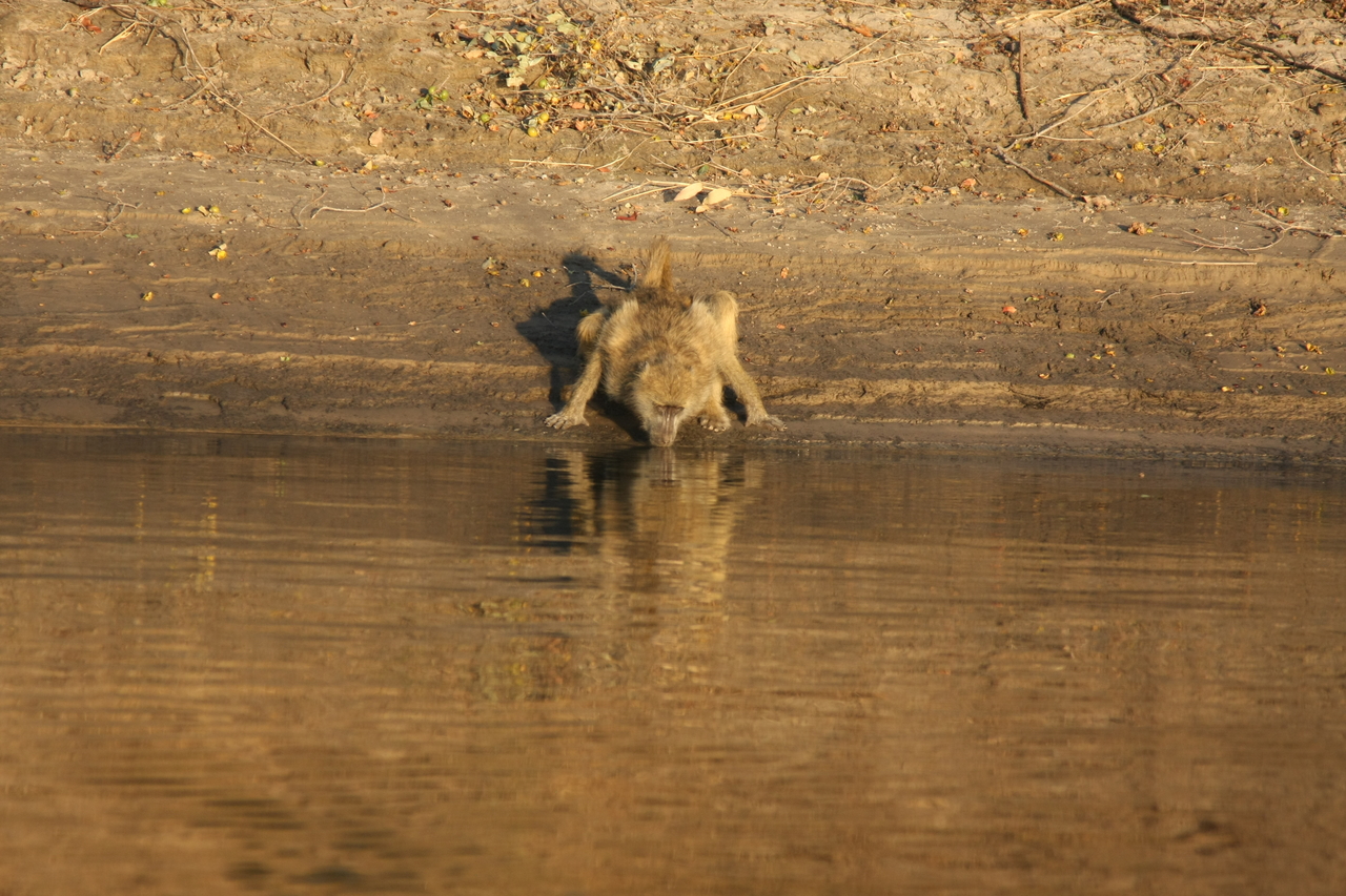 [33890] 2016_07_04_11_22_58_Africa_Canon_EOS_40D_IMG__05883.jpg