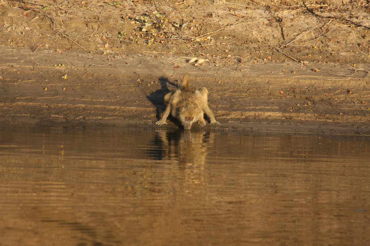 [33892] 2016_07_04_11_22_58_Africa_Canon_EOS_40D_IMG__05885.jpg