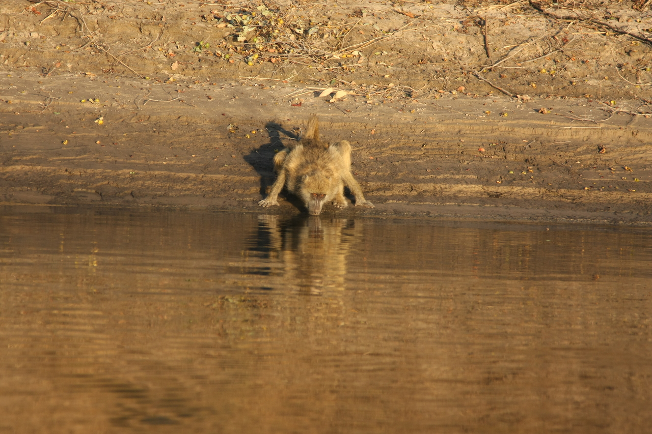 [33894] 2016_07_04_11_22_58_Africa_Canon_EOS_40D_IMG__13331.jpg