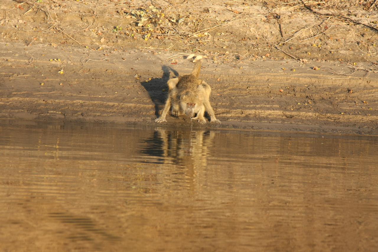 [33904] 2016_07_04_11_22_59_Africa_Canon_EOS_40D_IMG__13335.jpg