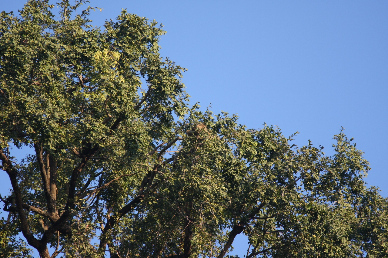 [33909] 2016_07_04_11_23_12_Africa_Canon_EOS_40D_IMG__05890.jpg