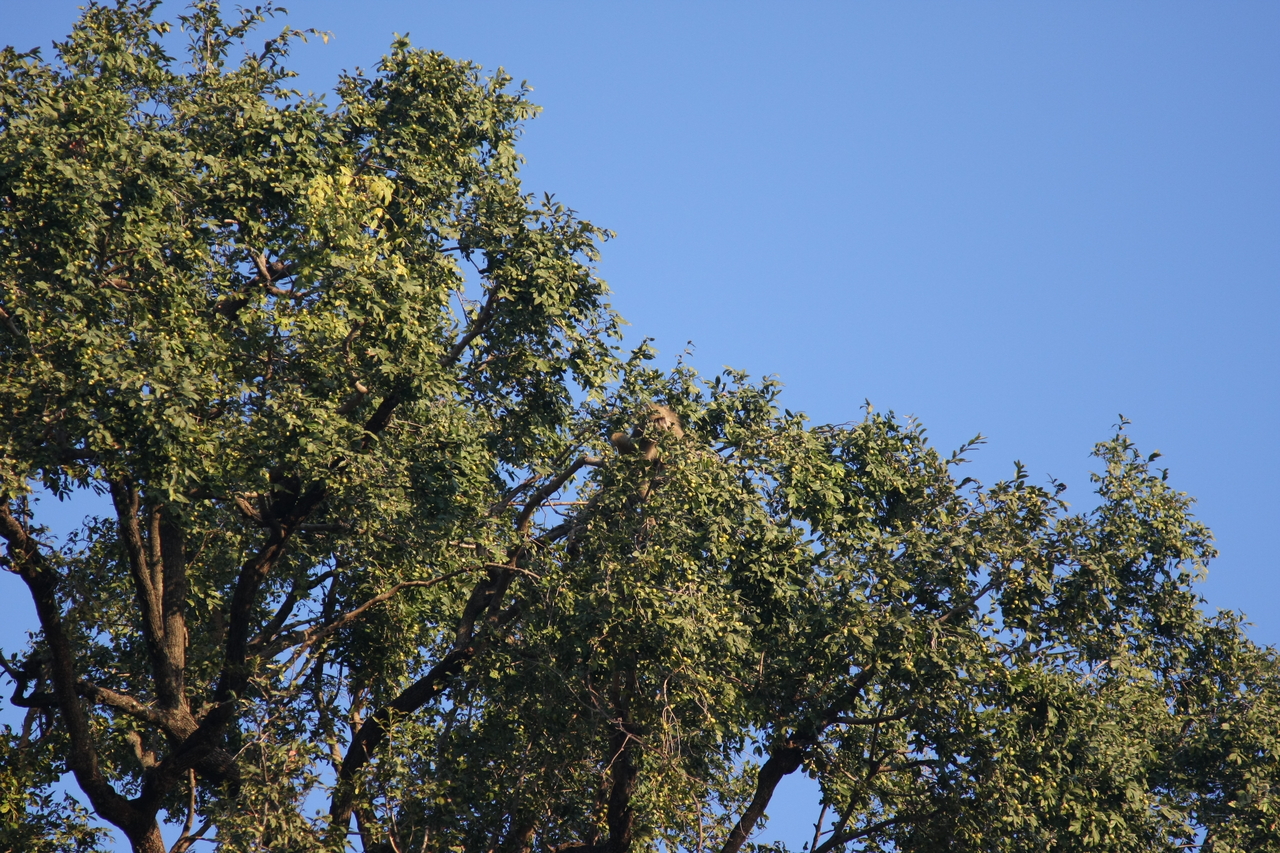 [33916] 2016_07_04_11_23_13_Africa_Canon_EOS_40D_IMG__05892.jpg