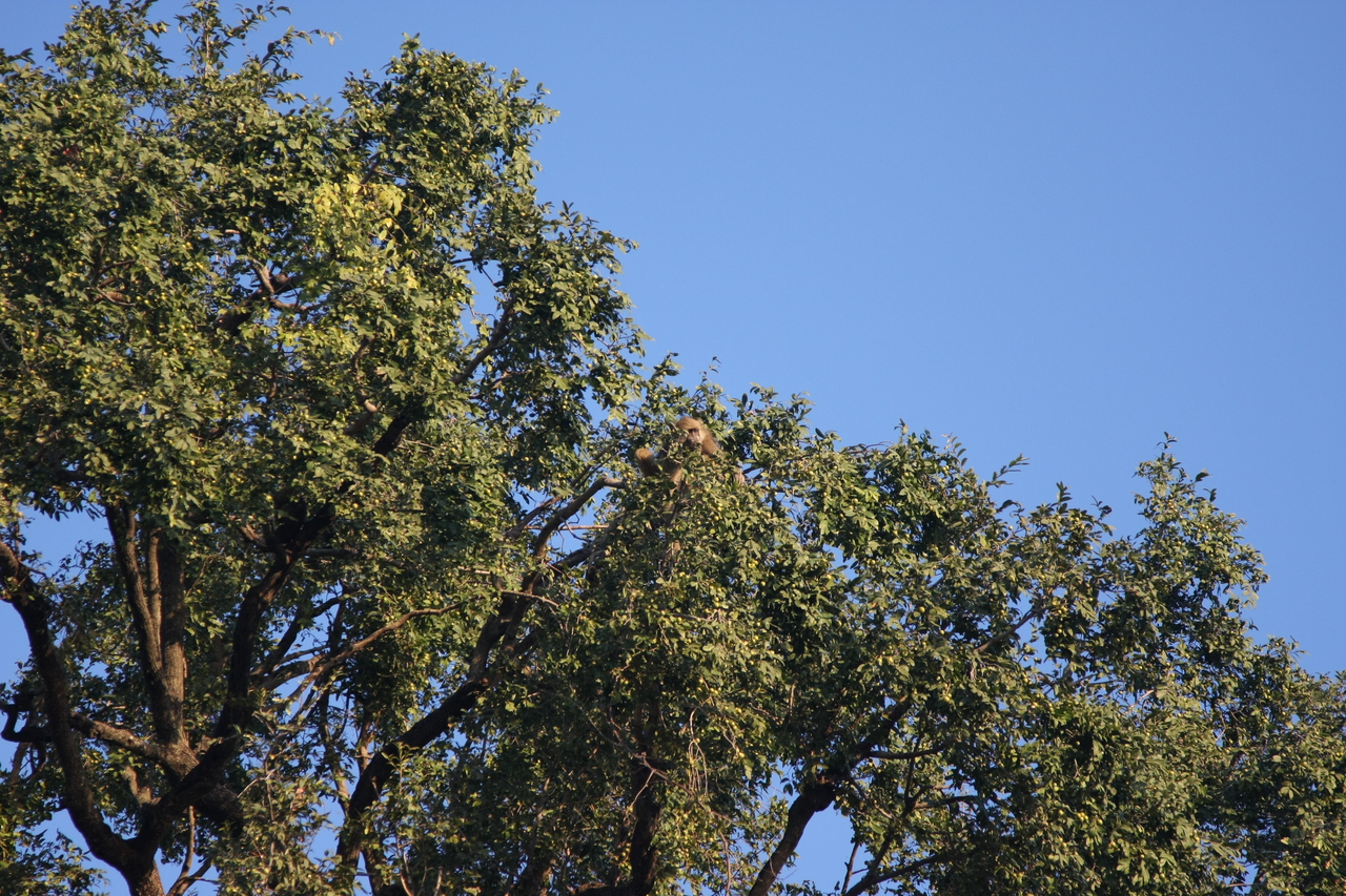 [33919] 2016_07_04_11_23_13_Africa_Canon_EOS_40D_IMG__13341.jpg