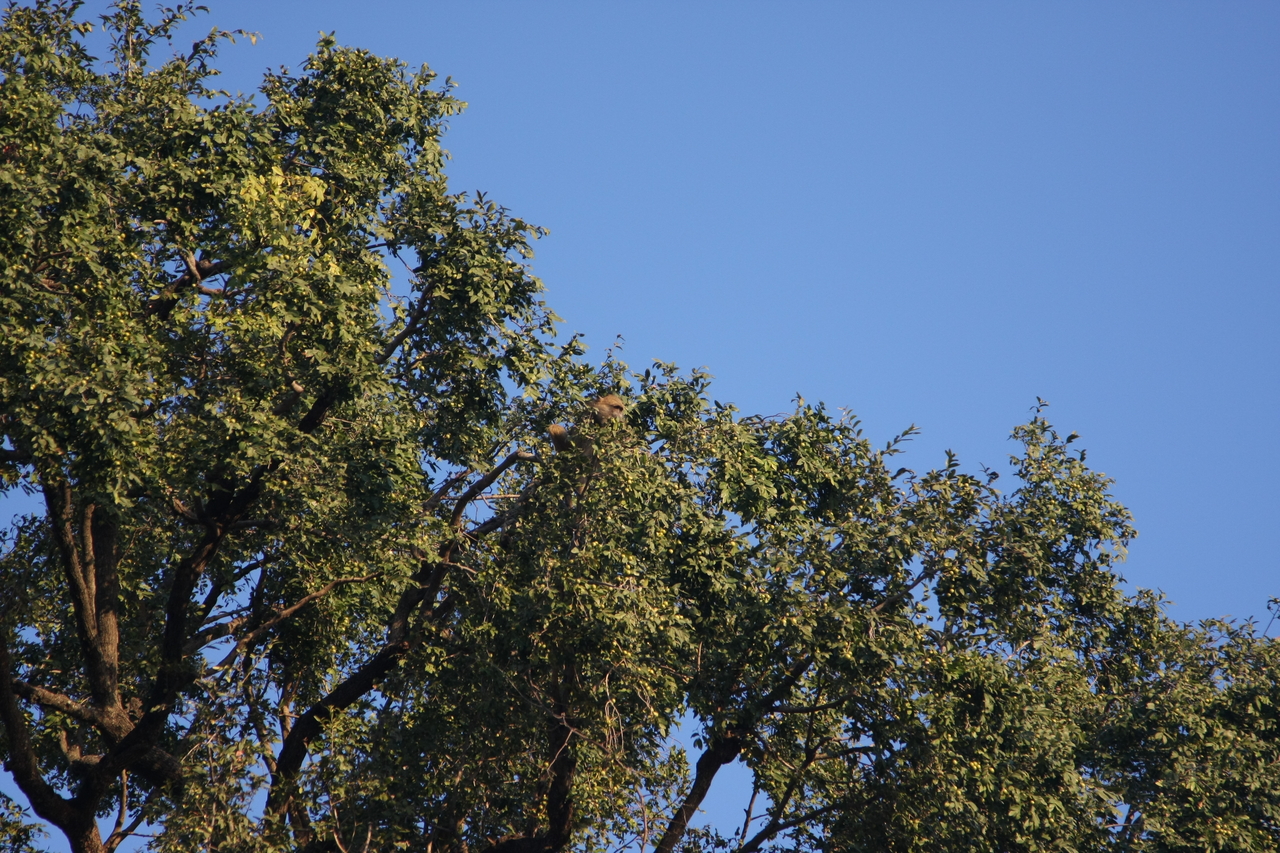 [33921] 2016_07_04_11_23_14_Africa_Canon_EOS_40D_IMG__05895.jpg