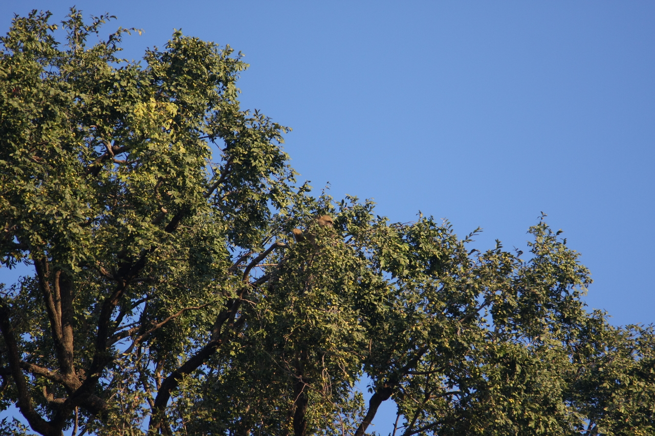 [33923] 2016_07_04_11_23_15_Africa_Canon_EOS_40D_IMG__00261.jpg