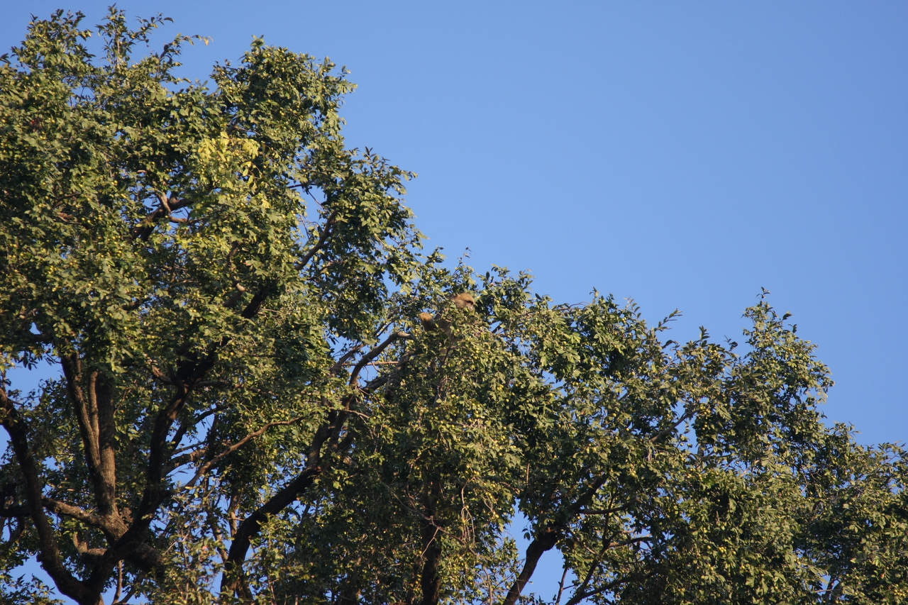 [33924] 2016_07_04_11_23_15_Africa_Canon_EOS_40D_IMG__00262.jpg