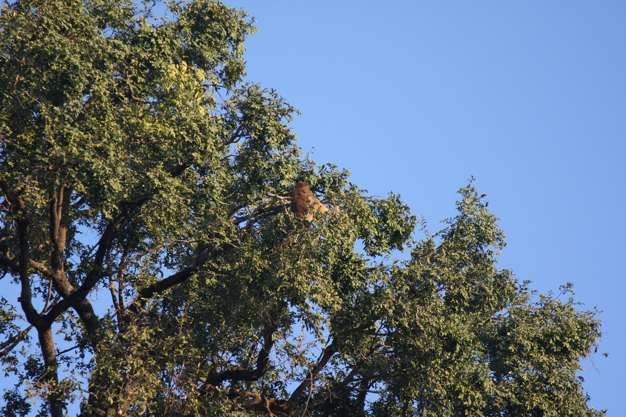 [33935] 2016_07_04_11_23_32_Africa_Canon_EOS_40D_IMG__13345.jpg