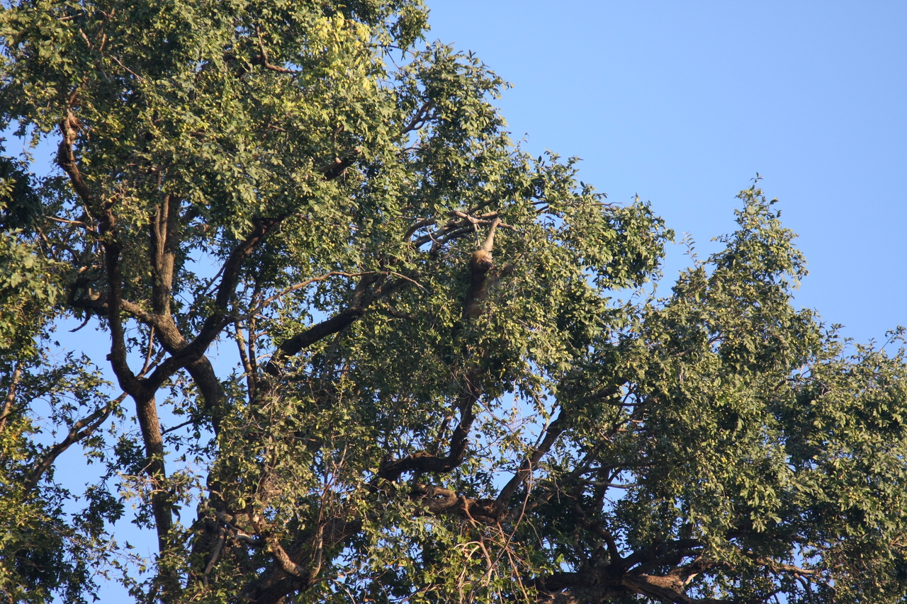 [33938] 2016_07_04_11_23_33_Africa_Canon_EOS_40D_IMG__00266.jpg
