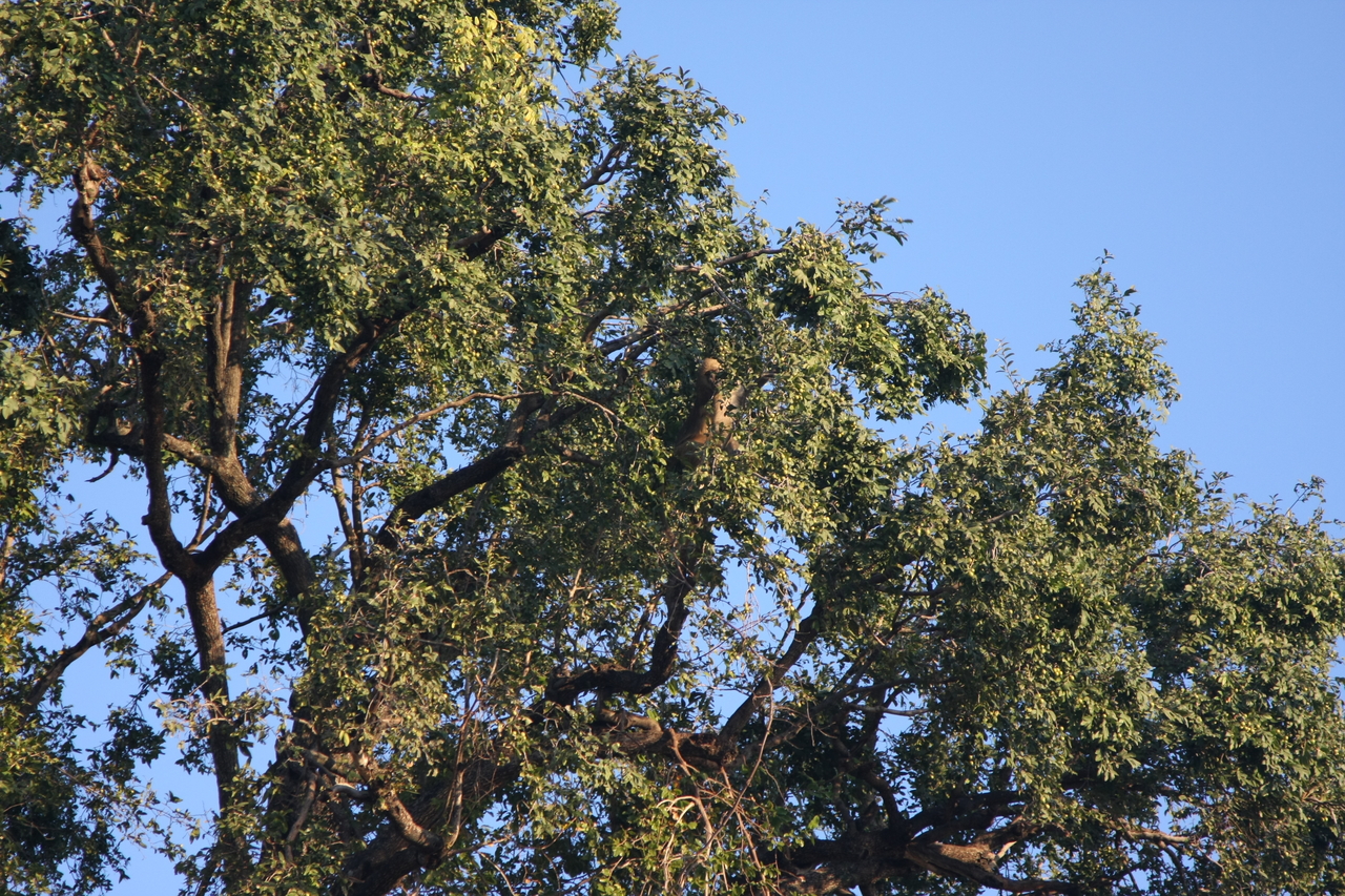 [33945] 2016_07_04_11_23_33_Africa_Canon_EOS_40D_IMG__13349.jpg