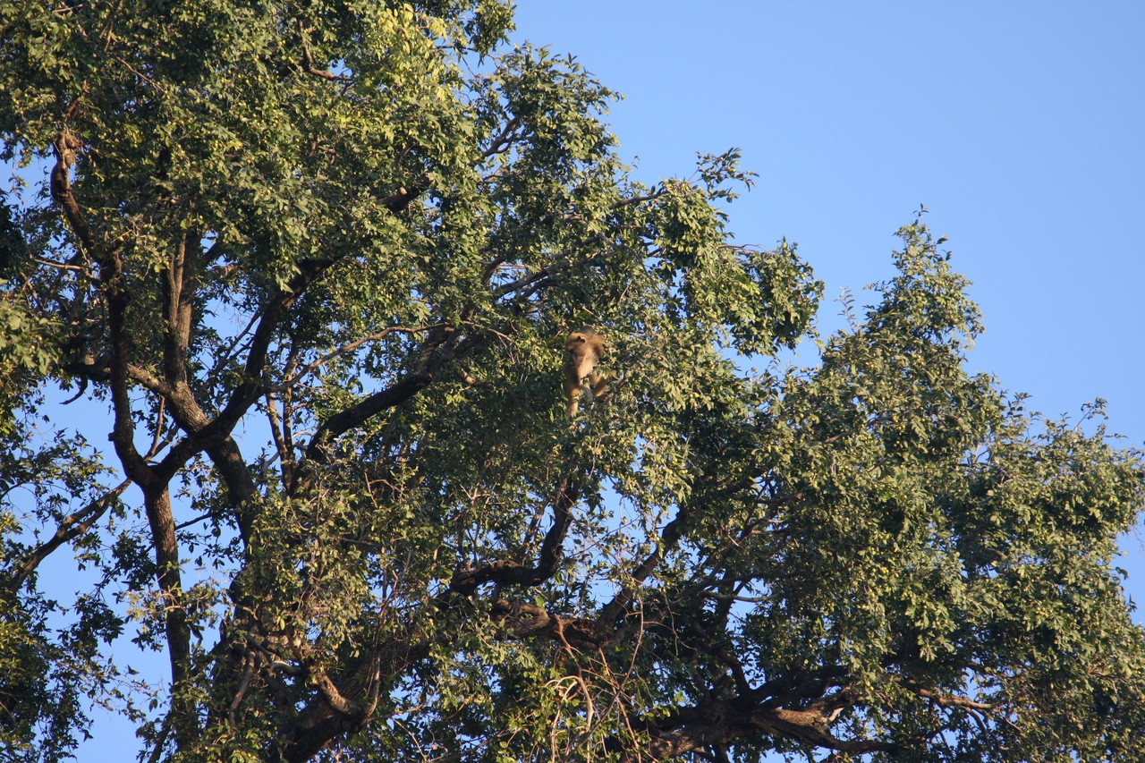 [33950] 2016_07_04_11_23_34_Africa_Canon_EOS_40D_IMG__05906.jpg