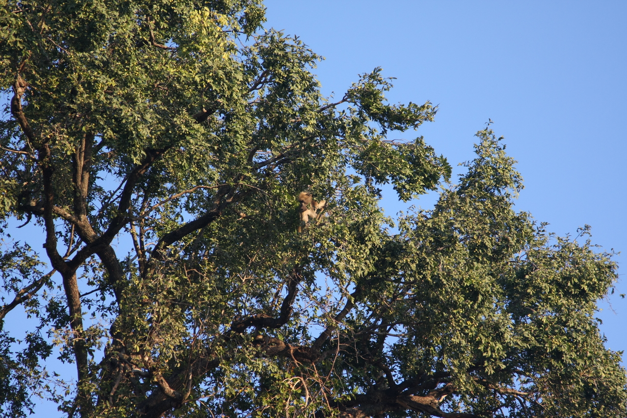 [33951] 2016_07_04_11_23_34_Africa_Canon_EOS_40D_IMG__13352.jpg