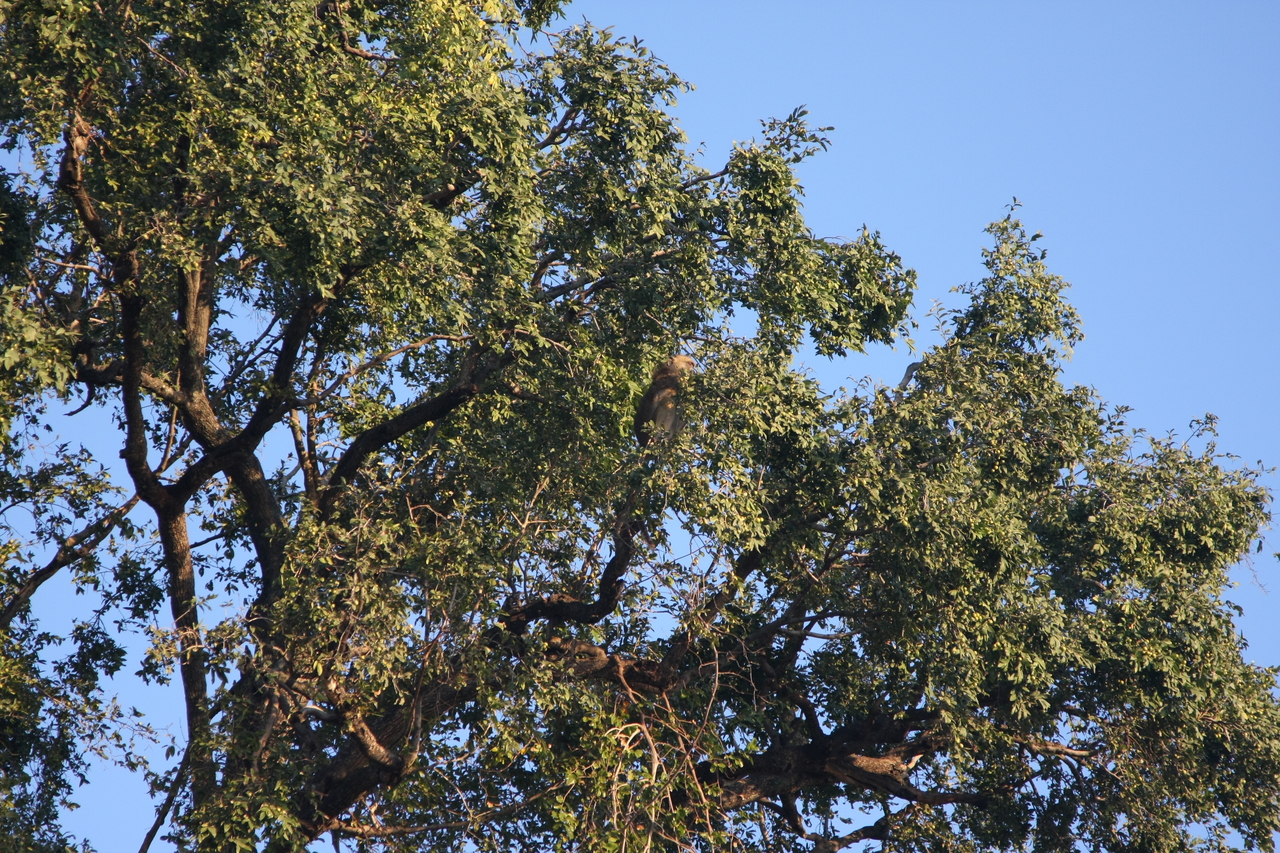 [33954] 2016_07_04_11_23_36_Africa_Canon_EOS_40D_IMG__05907.jpg