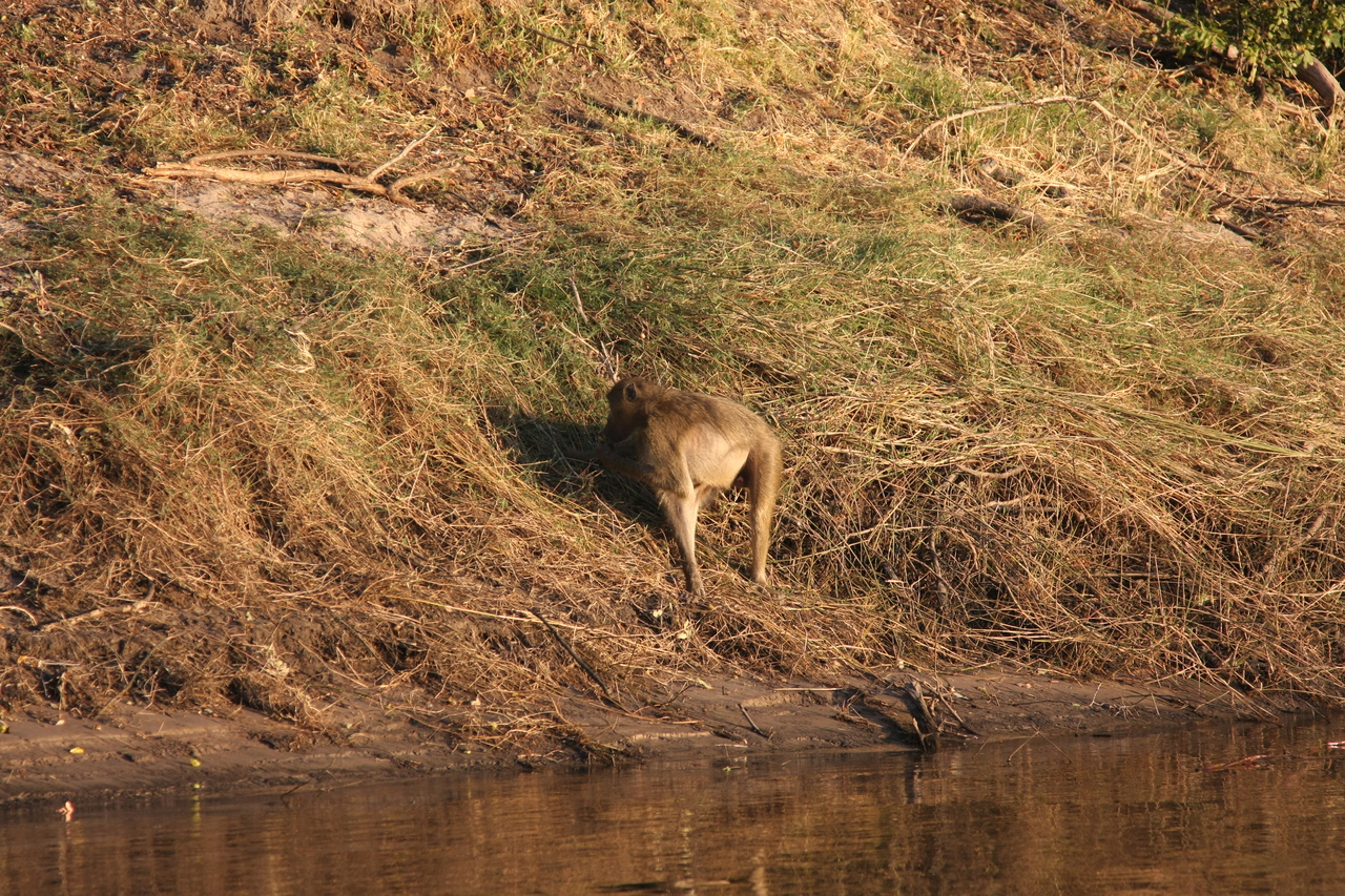 [33959] 2016_07_04_11_24_03_Africa_Canon_EOS_40D_IMG__05908.jpg