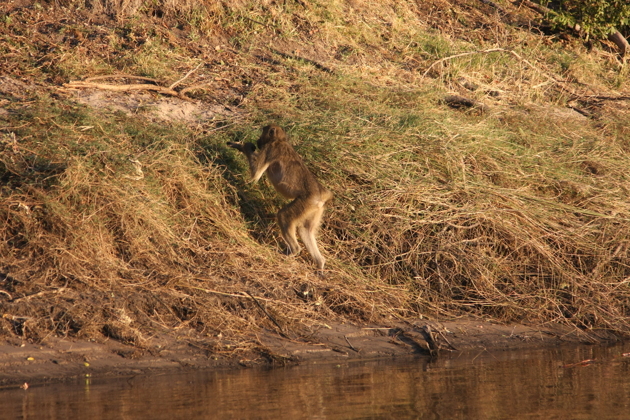 [33964] 2016_07_04_11_24_03_Africa_Canon_EOS_40D_IMG__13357.jpg