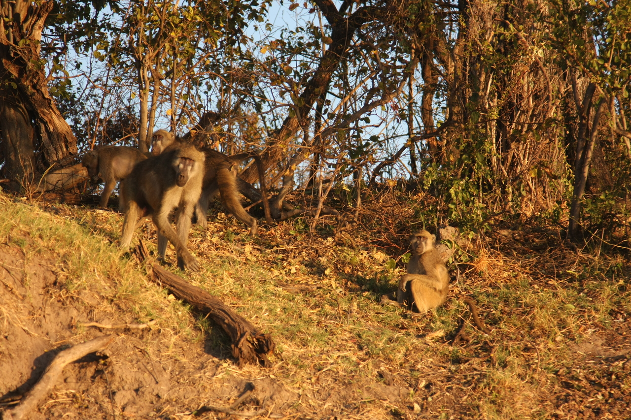 [33971] 2016_07_04_11_26_27_Africa_Canon_EOS_40D_IMG__13358.jpg