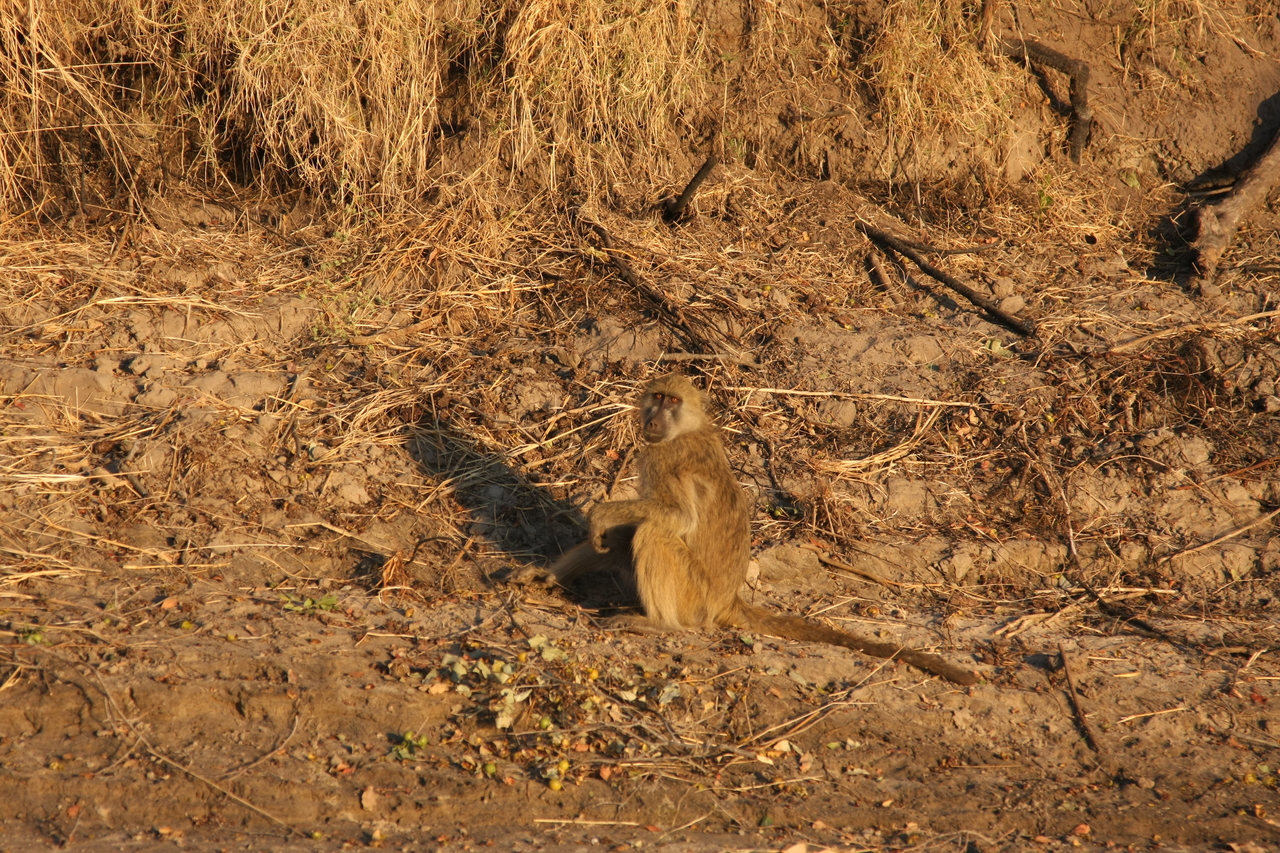 [33975] 2016_07_04_11_26_39_Africa_Canon_EOS_40D_IMG__00281.jpg