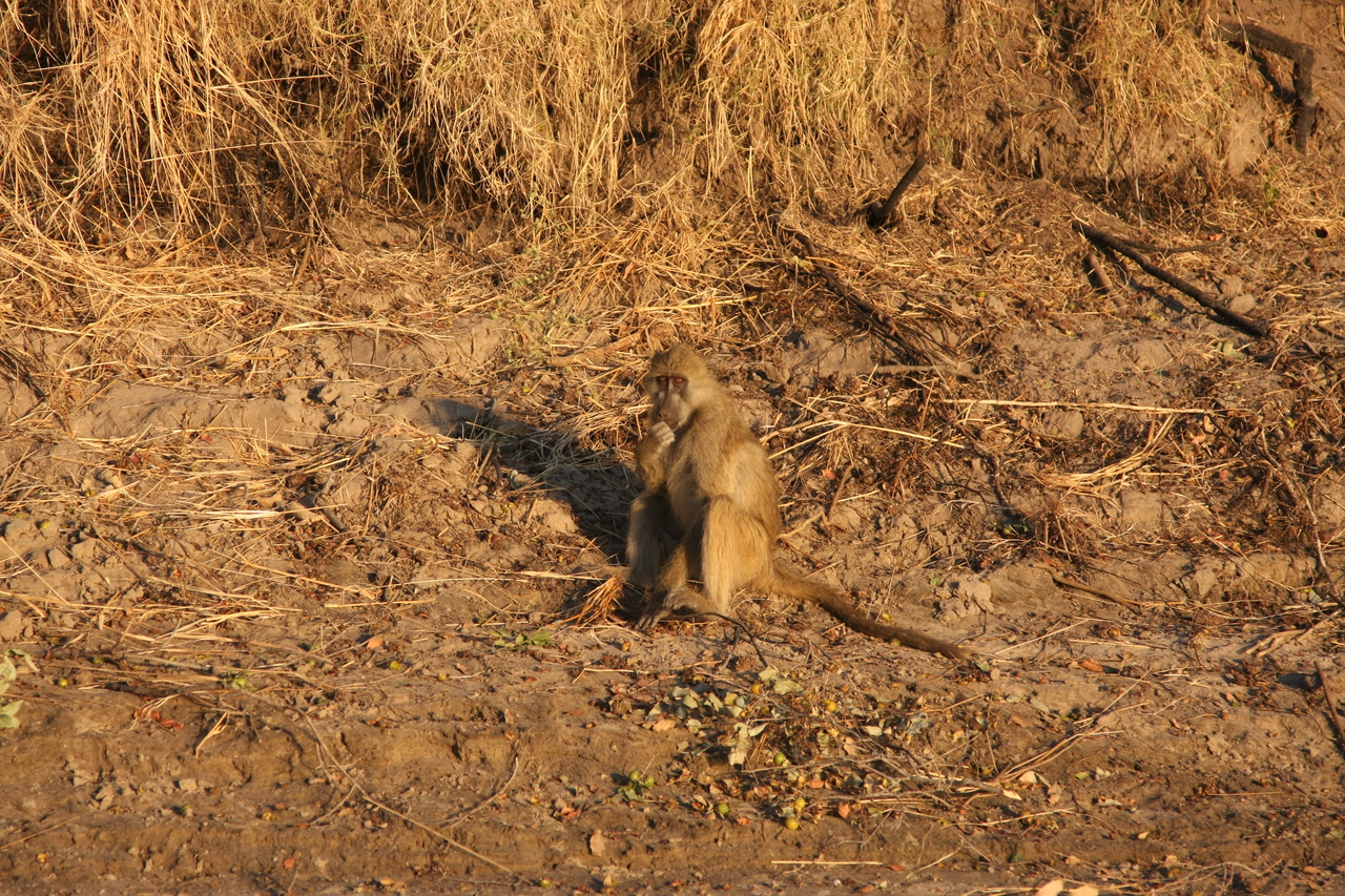 [34003] 2016_07_04_11_26_49_Africa_Canon_EOS_40D_IMG__13371.jpg