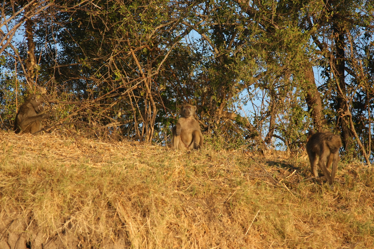 [34015] 2016_07_04_11_26_59_Africa_Canon_EOS_40D_IMG__13376.jpg