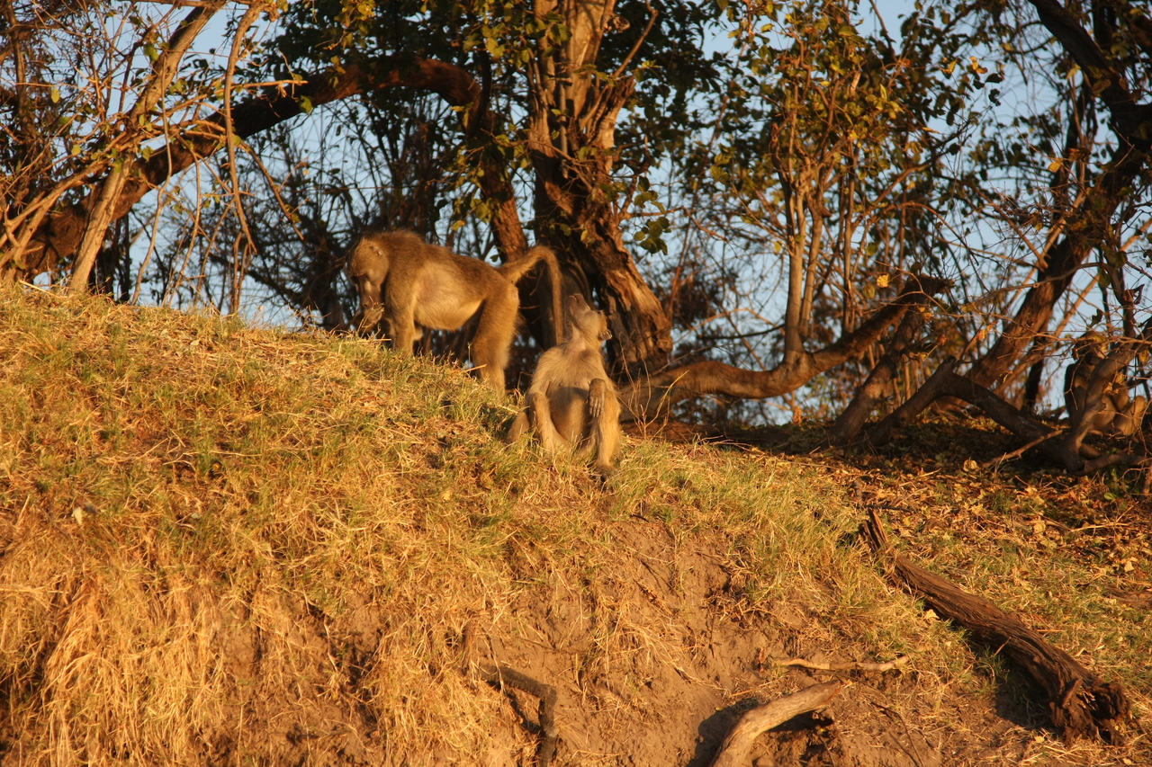 [34031] 2016_07_04_11_27_18_Africa_Canon_EOS_40D_IMG__00300.jpg
