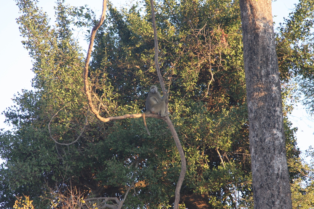 [34043] 2016_07_04_11_28_51_Africa_Canon_EOS_40D_IMG__00305.jpg