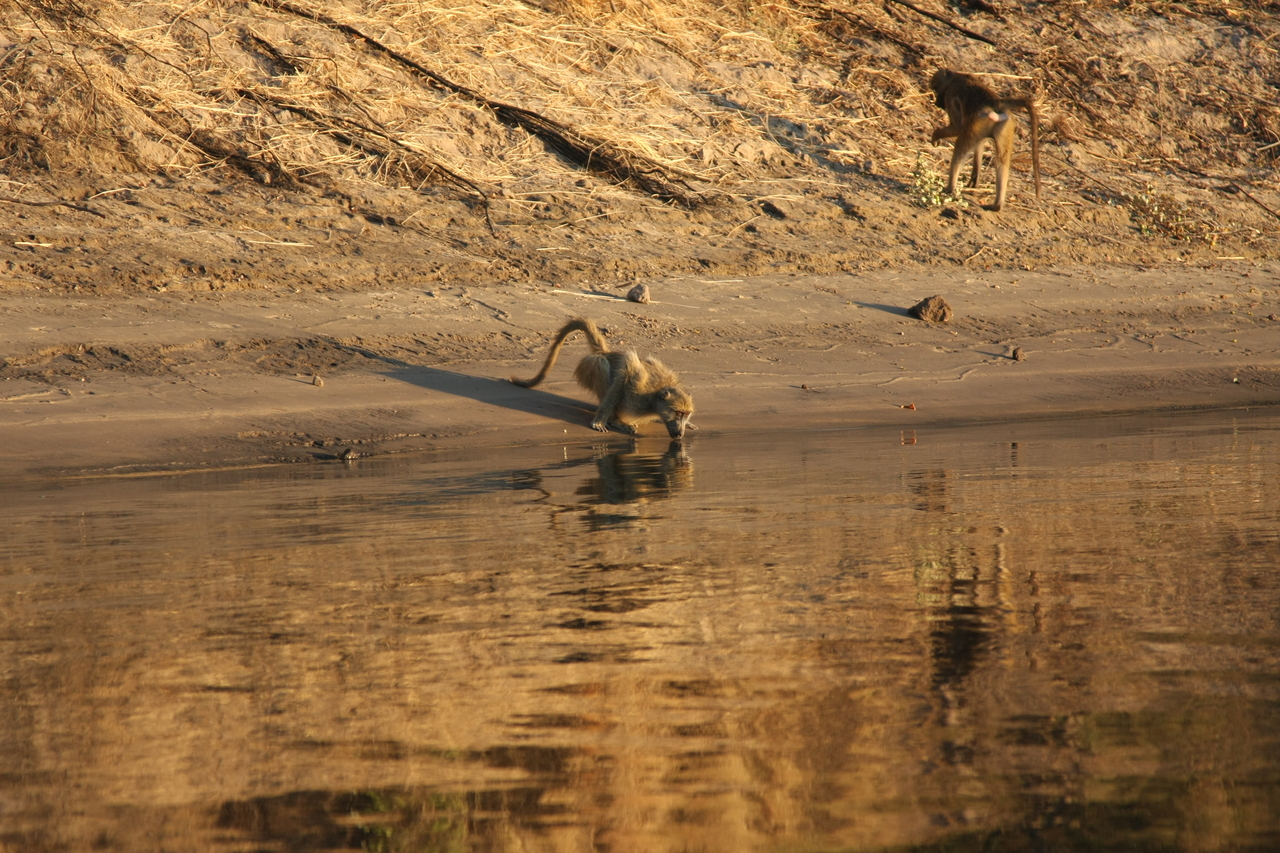 [34065] 2016_07_04_11_30_41_Africa_Canon_EOS_40D_IMG__05947.jpg