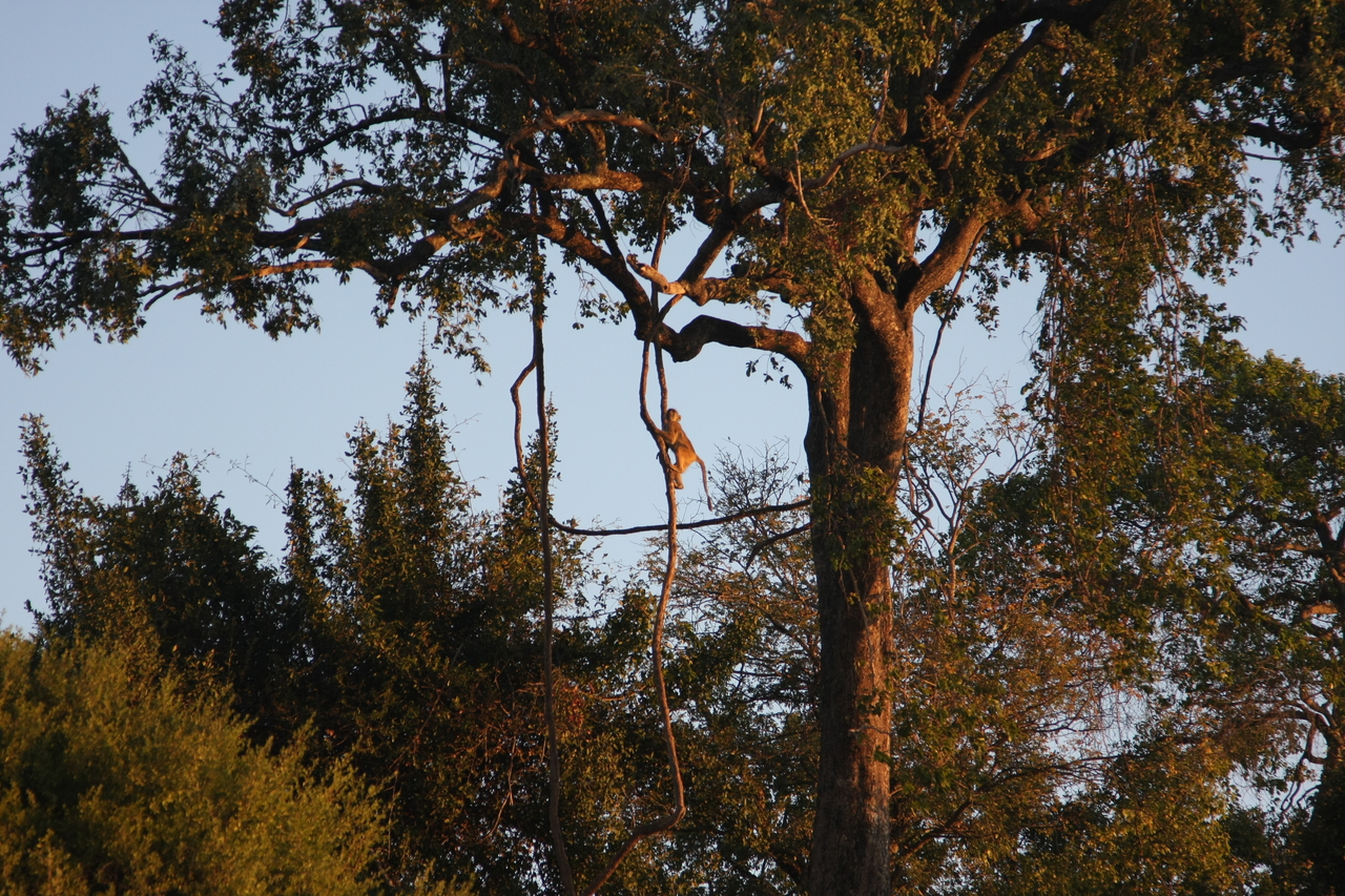 [34077] 2016_07_04_11_32_26_Africa_Canon_EOS_40D_IMG__05950.jpg