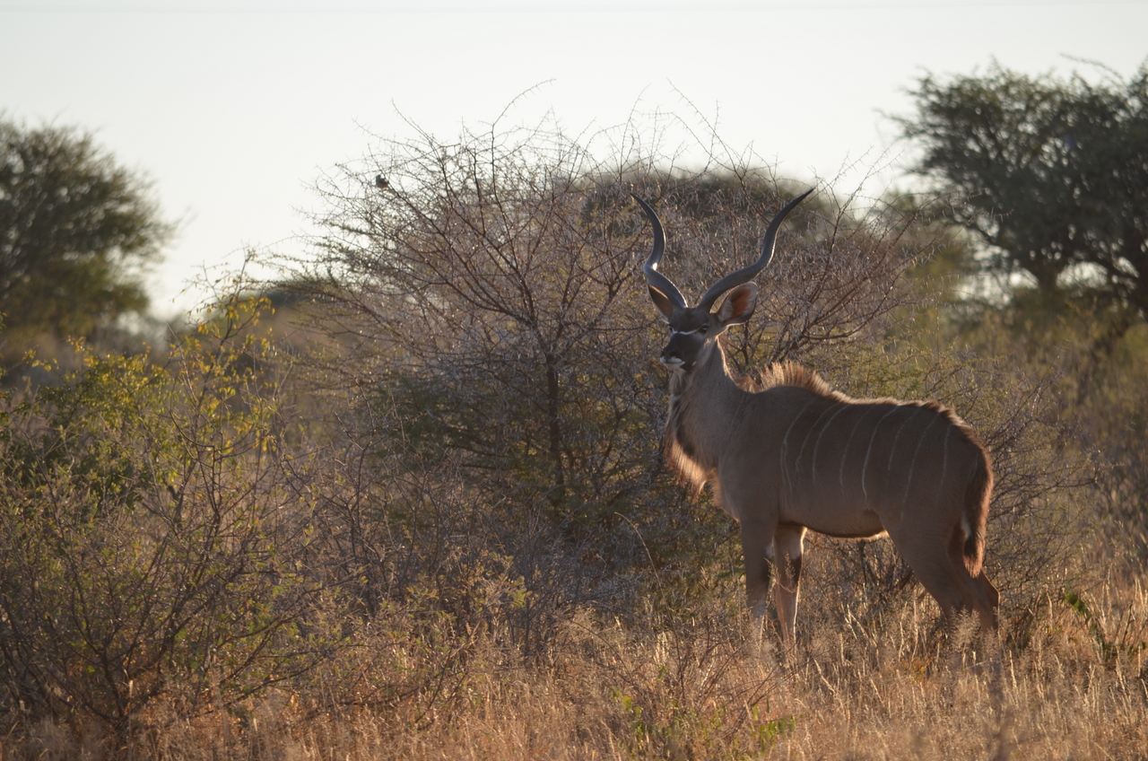 [4466] 2016_06_22_22_10_14_Africa_NIKON_D5100_IMG__00005.jpg
