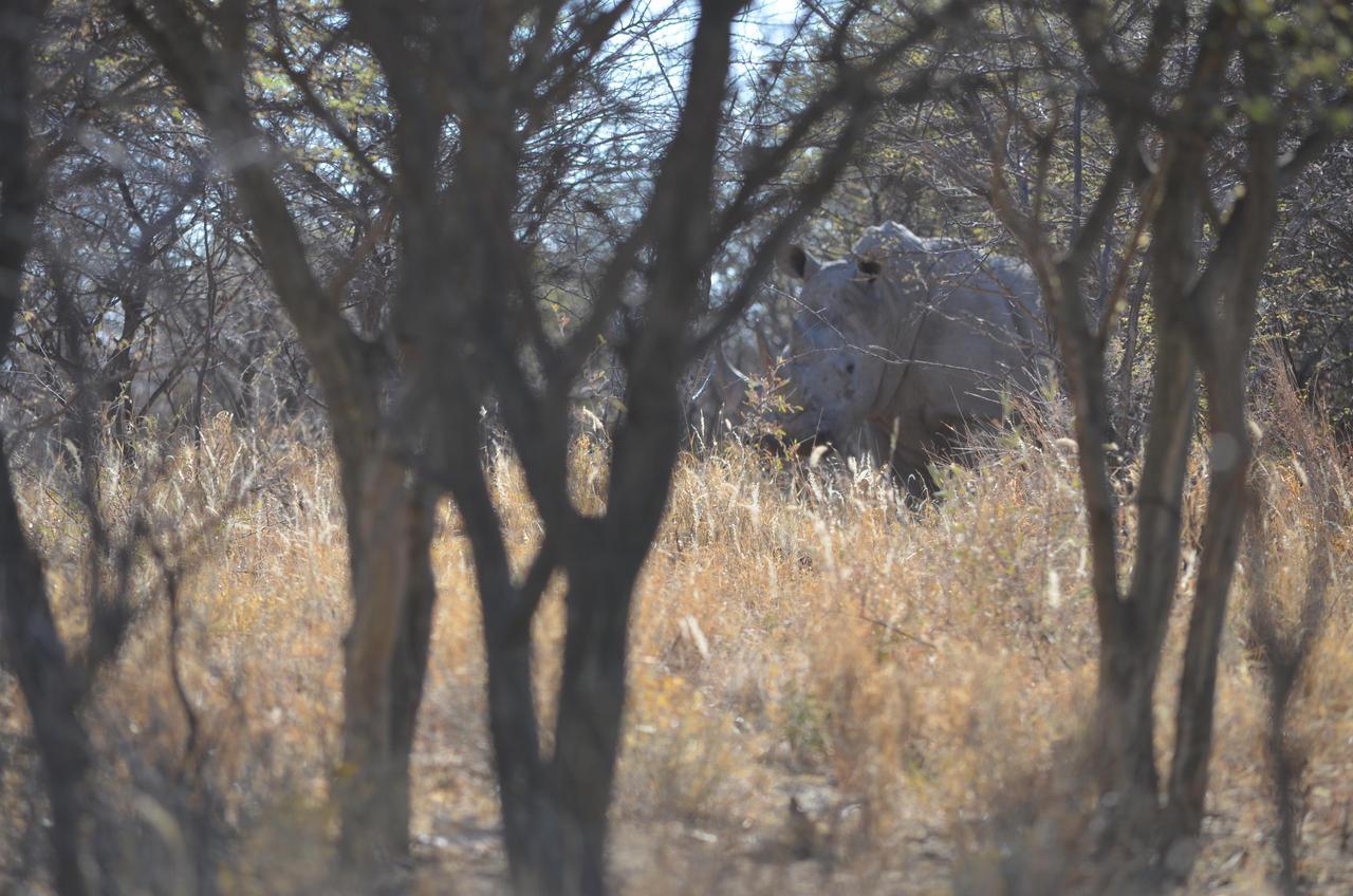 [4482] 2016_06_23_00_27_58_Africa_NIKON_D5100_IMG__00013.jpg