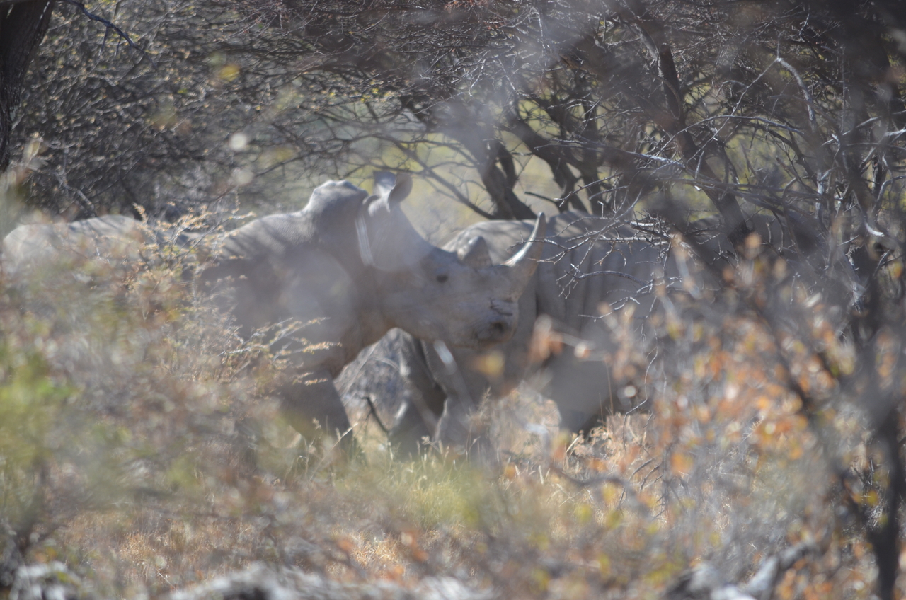 [4502] 2016_06_23_00_38_18_Africa_NIKON_D5100_IMG__00023.jpg