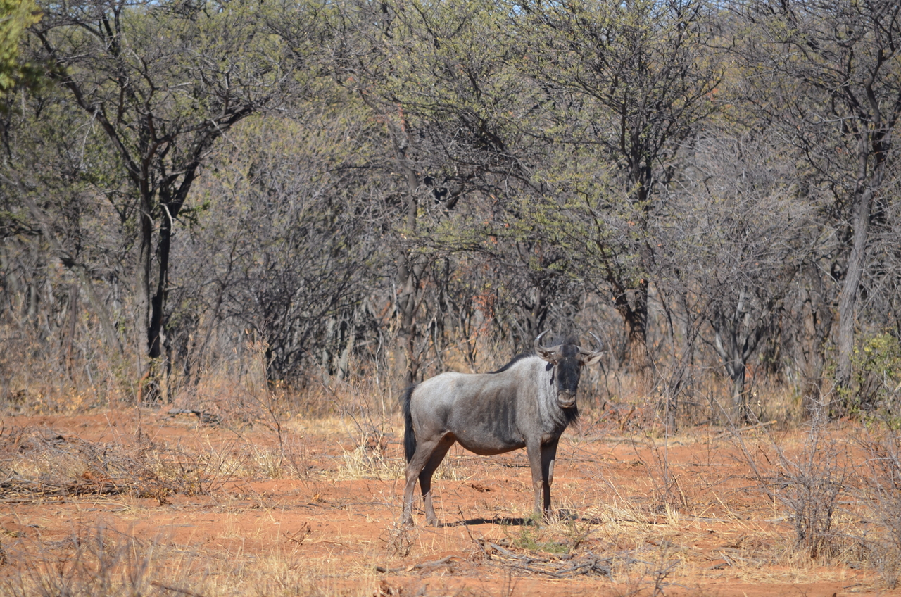 [4537] 2016_06_23_01_00_39_Africa_NIKON_D5100_IMG__04662.jpg