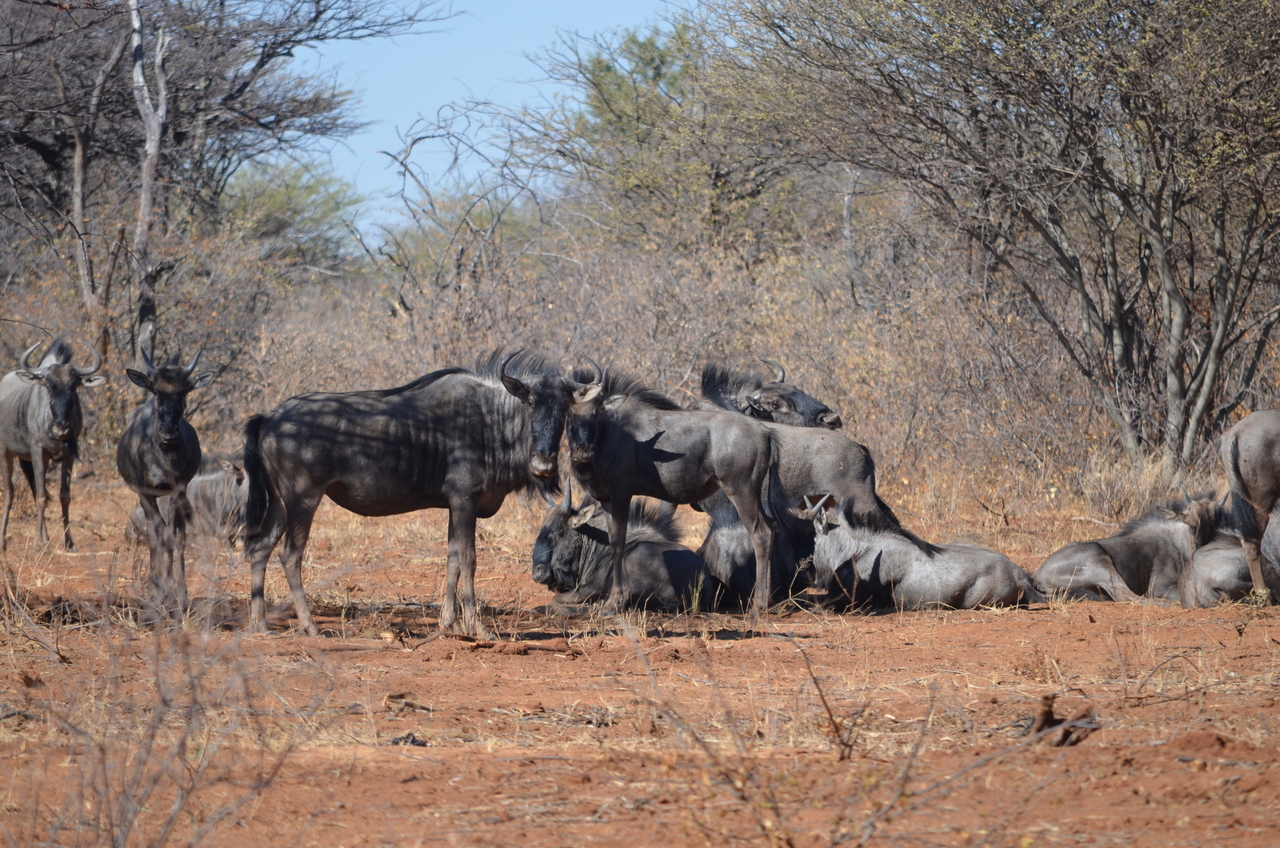 [4538] 2016_06_23_01_01_39_Africa_NIKON_D5100_IMG__00041.jpg