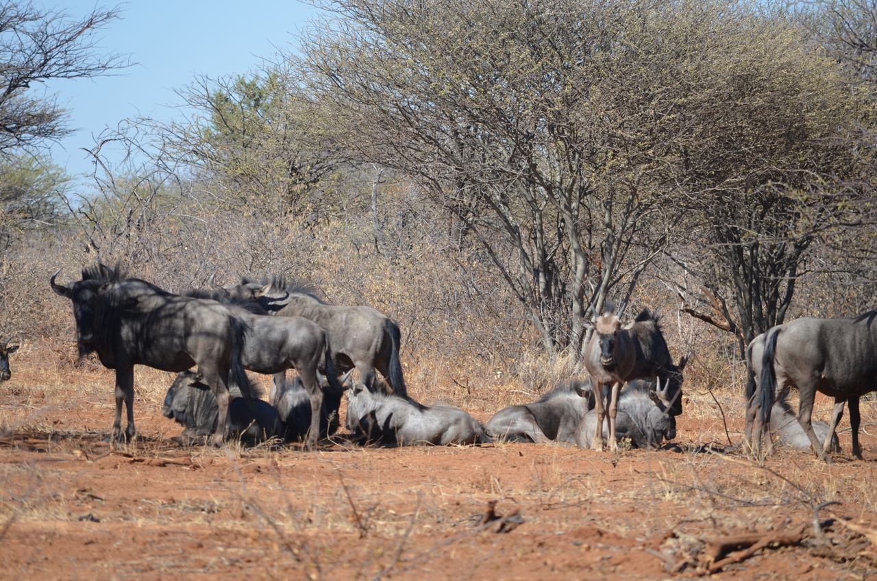 [4542] 2016_06_23_01_01_54_Africa_NIKON_D5100_IMG__00043.jpg