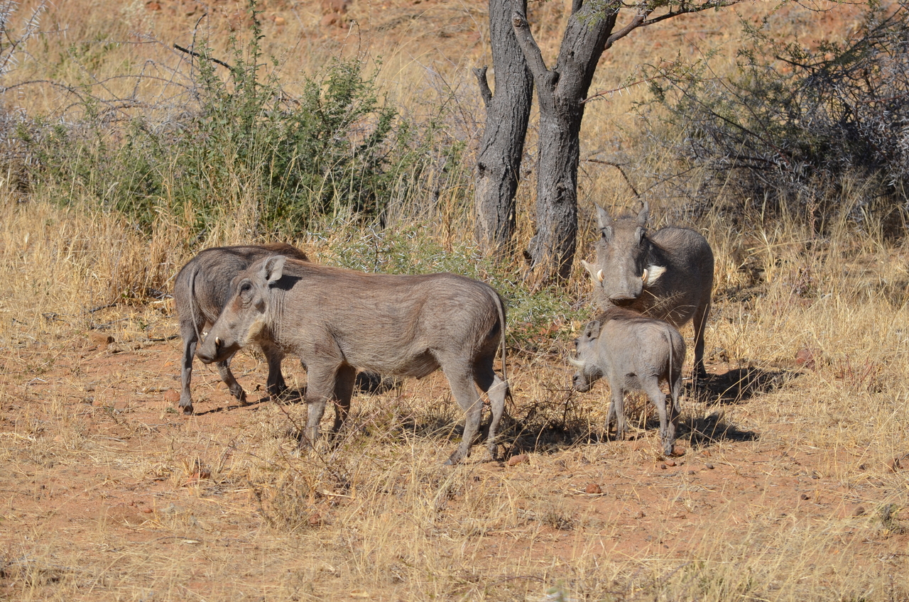 [4546] 2016_06_23_01_23_55_Africa_NIKON_D5100_IMG__00045.jpg